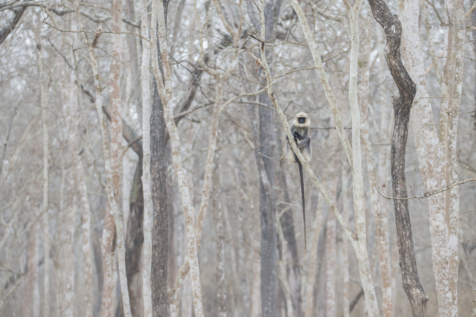 Kabini - Gray langur Gray langurs or Hanuman langurs (Semnopithecus) are the most widespread langurs of South Asia. We went to the jungle of Kabini in February in the dry season when the trees don't have green leaves anymore. Stefan Cruysberghs